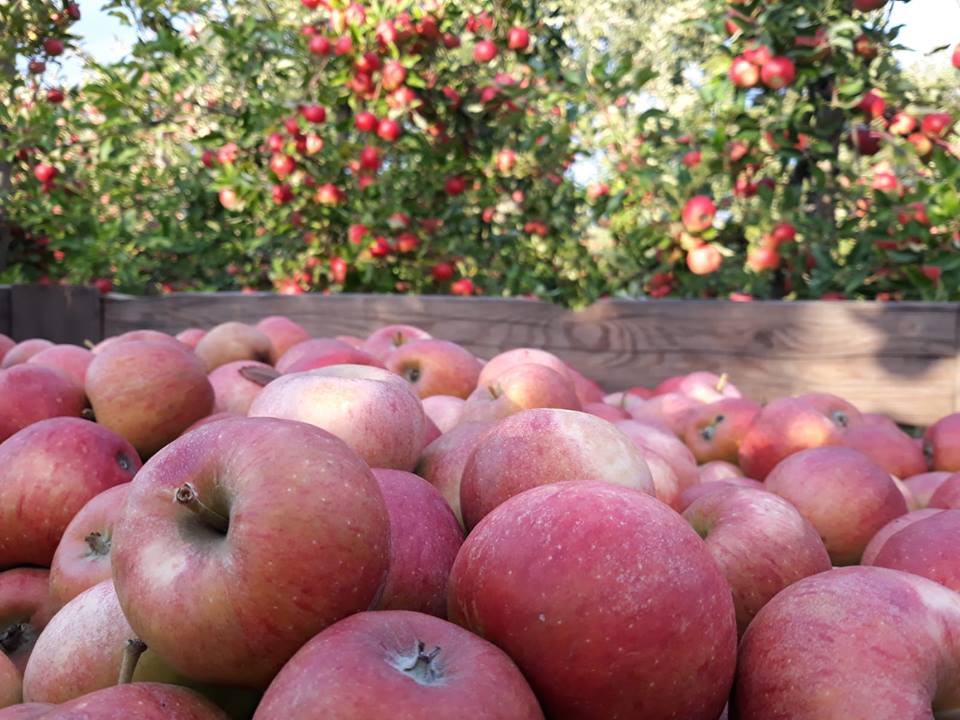 wohl und warm auf dem Apfelerntefest 2018